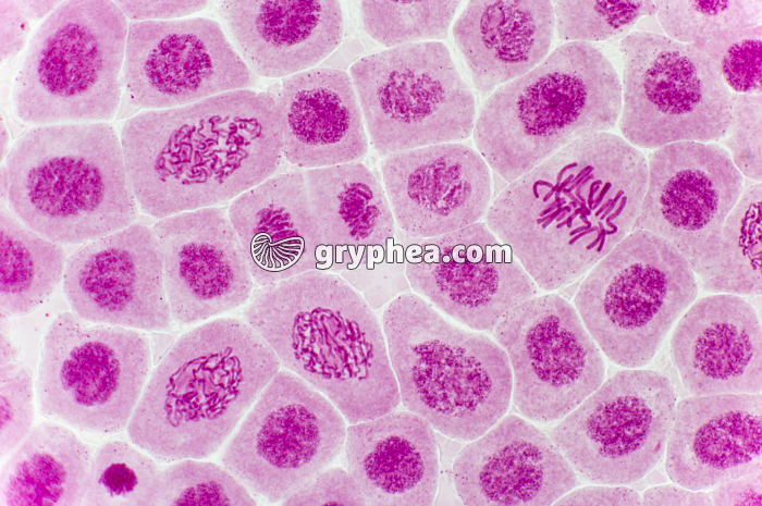 Mitose racine d'Ail (prophases, métaphase, télophase) coloration Carmin acétique x200 - gryphea.com